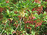 Klicken Sie auf die Vorschau, um das Vollbild zu sehen Enkianthus%20campanulatus%20+%20Ruby%20Glow%20zusammen%2002.JPG