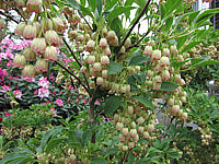 Klicken Sie auf die Vorschau, um das Vollbild zu sehen Enkianthus%20campanulatus%20-%20Blueten%20nah.JPG