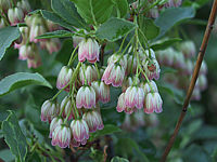 Klicken Sie auf die Vorschau, um das Vollbild zu sehen Enkianthus%20campanulatus%20-%20Bluetenmacro%2001.jpg