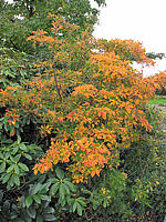 Klicken Sie auf die Vorschau, um das Vollbild zu sehen Enkianthus%20campanulatus%20-%20Herbst00.JPG