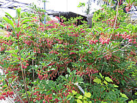 Klicken Sie auf die Vorschau, um das Vollbild zu sehen Enkianthus%20campanulatus%20Ruby%20Glow%2001.JPG