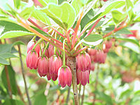 Klicken Sie auf die Vorschau, um das Vollbild zu sehen Enkianthus%20campanulatus%20Ruby%20Glow%2002.JPG