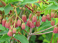 Klicken Sie auf die Vorschau, um das Vollbild zu sehen Enkianthus%20campanulatus%20Ruby%20Glow%2003.JPG