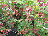 Klicken Sie auf die Vorschau, um das Vollbild zu sehen Enkianthus%20campanulatus%20Ruby%20Glow%2004.JPG