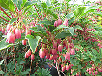 Klicken Sie auf die Vorschau, um das Vollbild zu sehen Enkianthus%20campanulatus%20Ruby%20Glow%2005.JPG