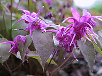 Klicken Sie auf die Vorschau, um das Vollbild zu sehen Epimedium%20Roseum%20Giganteum%20%201.jpg