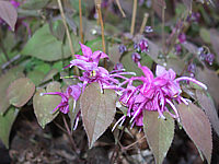 Klicken Sie auf die Vorschau, um das Vollbild zu sehen Epimedium%20Roseum%20Giganteum%20%202.jpg