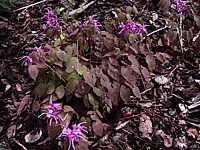 Klicken Sie auf die Vorschau, um das Vollbild zu sehen Epimedium%20Roseum%20Giganteum%20%203.jpg