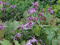 Klicken Sie auf die Vorschau, um das Vollbild zu sehen Epimedium%20grandiflorum%20Lila%20Fee%2001.JPG