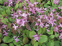 Klicken Sie auf die Vorschau, um das Vollbild zu sehen Epimedium%20grandiflorum%20Lila%20Fee%2002.JPG