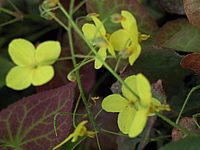 Klicken Sie auf die Vorschau, um das Vollbild zu sehen Epimedium%20perralderianum%20Frohnleiten%20-%20unscharf.jpg