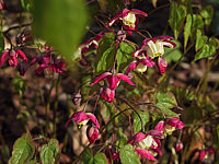 Klicken Sie auf die Vorschau, um das Vollbild zu sehen Epimedium%20rubrum%20Coccineum%20-%20Blueten.JPG