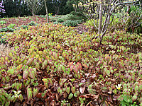 Klicken Sie auf die Vorschau, um das Vollbild zu sehen Epimedium%20versicolor%20Sulphureum%20-%20Austrieb,flaechig.jpg