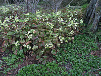 Klicken Sie auf die Vorschau, um das Vollbild zu sehen Epimedium%20versicolor%20Sulphureum1.JPG