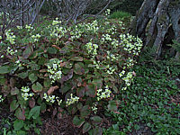 Klicken Sie auf die Vorschau, um das Vollbild zu sehen Epimedium%20versicolor%20Sulphureum2.JPG