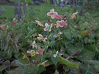 Klicken Sie auf die Vorschau, um das Vollbild zu sehen Epimedium%20warleyense%20Orangekoenigin%2001.JPG