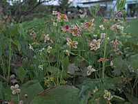 Klicken Sie auf die Vorschau, um das Vollbild zu sehen Epimedium%20warleyense%20Orangekoenigin%2002.JPG