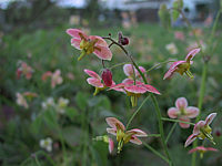 Klicken Sie auf die Vorschau, um das Vollbild zu sehen Epimedium%20warleyense%20Orangekoenigin%2003.JPG