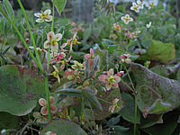 Klicken Sie auf die Vorschau, um das Vollbild zu sehen Epimedium%20warleyense%20Orangekoenigin%2004.JPG