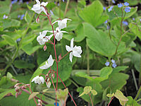 Klicken Sie auf die Vorschau, um das Vollbild zu sehen Epimedium%20youngianum%20Niveum%20-%20Bluetenmacro.JPG