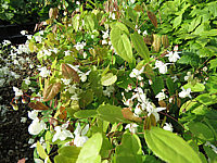 Klicken Sie auf die Vorschau, um das Vollbild zu sehen Epimedium%20youngianum%20Niveum%2001.JPG