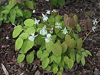 Klicken Sie auf die Vorschau, um das Vollbild zu sehen Epimedium%20youngianum%20Niveum%2002.jpg