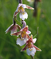 Klicken Sie auf die Vorschau, um das Vollbild zu sehen Epipactis%20palustris%20-%20Blueten.jpg