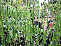 Klicken Sie auf die Vorschau, um das Vollbild zu sehen Equisetum%20hyemale%20robustum%2001.JPG