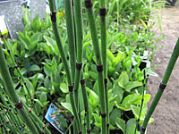 Klicken Sie auf die Vorschau, um das Vollbild zu sehen Equisetum%20hyemale%20robustum%2002.JPG