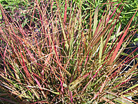 Klicken Sie auf die Vorschau, um das Vollbild zu sehen Eragrostis%20spectabilis%201.JPG