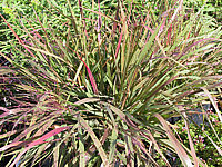 Klicken Sie auf die Vorschau, um das Vollbild zu sehen Eragrostis%20spectabilis%202.JPG