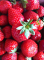 Klicken Sie auf die Vorschau, um das Vollbild zu sehen Erdbeere%20Senga%20Sengana.jpeg