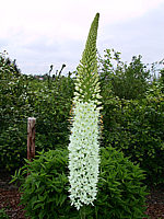 Klicken Sie auf die Vorschau, um das Vollbild zu sehen Eremurus%20Robustus%20-%20Bluete02.jpg