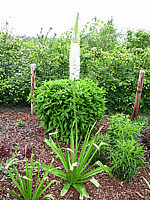 Klicken Sie auf die Vorschau, um das Vollbild zu sehen Eremurus%20Robustus%20-%20in%20Pflanzung.jpg