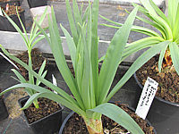 Klicken Sie auf die Vorschau, um das Vollbild zu sehen Eremurus%20himalaicus%20-%20Austrieb%203.JPG