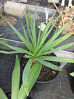 Klicken Sie auf die Vorschau, um das Vollbild zu sehen Eremurus%20himalaicus%20-%20Austrieb%204.JPG