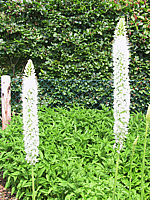 Klicken Sie auf die Vorschau, um das Vollbild zu sehen Eremurus%20himalaicus%20-%20Blueten%20offen.JPG