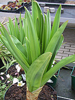 Klicken Sie auf die Vorschau, um das Vollbild zu sehen Eremurus%20robustus%20-%20Austrieb02.JPG