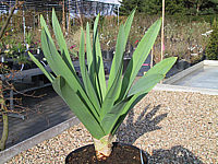 Klicken Sie auf die Vorschau, um das Vollbild zu sehen Eremurus%20robustus%20-%20Austrieb03.JPG