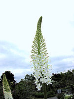 Klicken Sie auf die Vorschau, um das Vollbild zu sehen Eremurus%20robustus%20-%20Bluete01.jpg