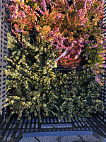 Klicken Sie auf die Vorschau, um das Vollbild zu sehen Erica%20carnea%20In%20Sorten%20knospig%20001.JPG