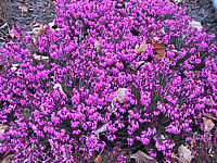 Erica%20carnea%20Rosantha.JPG