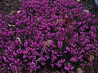 Erica%20carnea%20Rosantha1.JPG