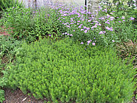 Erigeron%20Hybride%20-%20blau.jpg