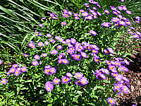Erigeron%20Hybride%20Dunkelste%20Aller%2002.jpg