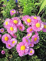 Erigeron%20Hybride%20Rosa%20Juwel.JPG