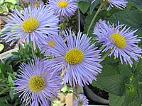 Erigeron%20Hybride%20Schoene%20Blaue%20(hellblau).JPG