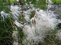 Eriophorum%20vaginatum%2001.JPG