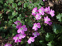 Erodium%20variabile%20Bishop's%20Form%2003.JPG