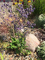 Eryngium%20variifolium%20Miss%20Marble%20%20bluehend.JPG